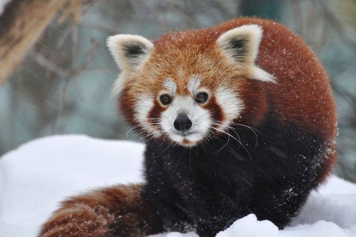 Red panda