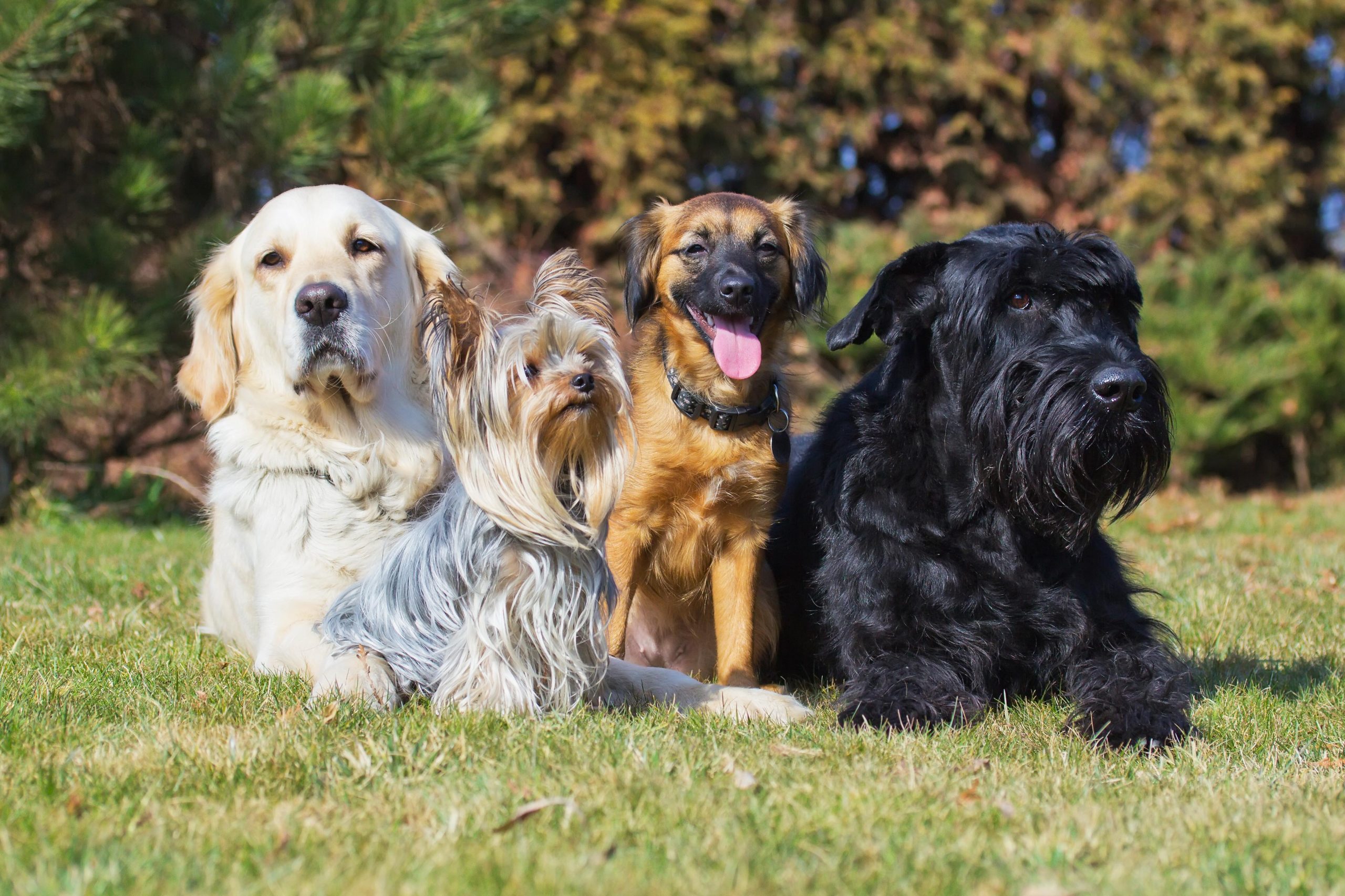 A group of four dogs of different breeds is lying on a green lawn.