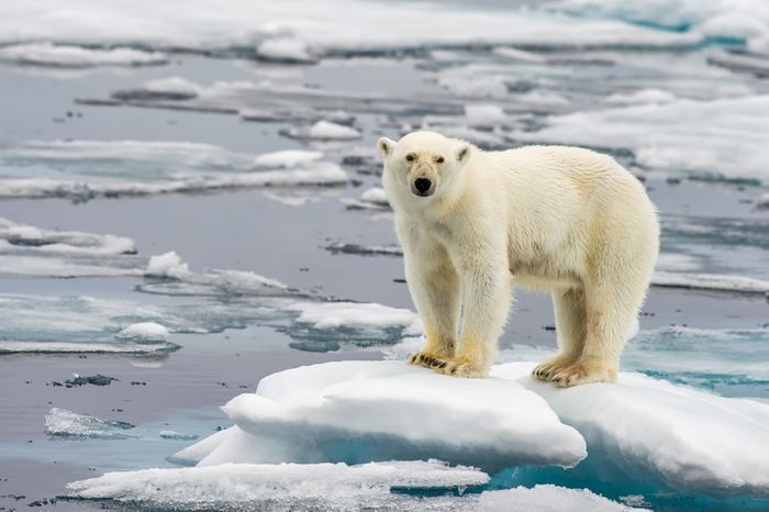 polar bear on melting ice floe in arctic sea