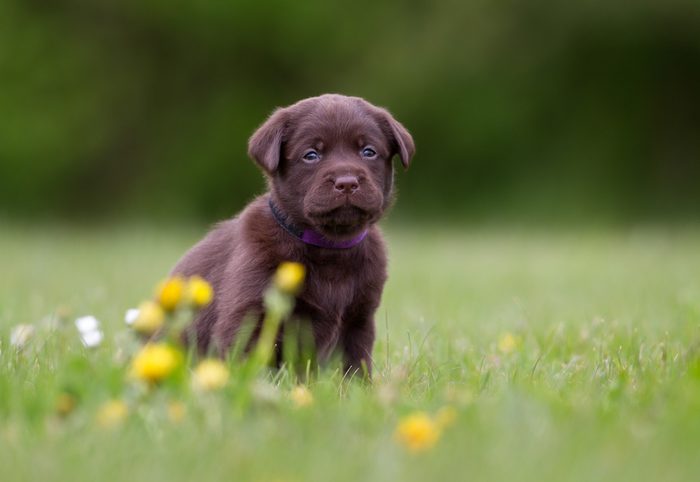 Young puppy of brown labrador retriever dog photographed outdoors on grass in garden.