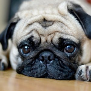 Pug Dog Sad puppies.Sleep rest on floor