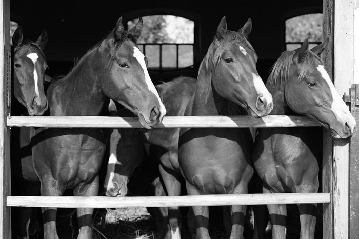 Purebred anglo-arabian chestnut horses standing at the barn door