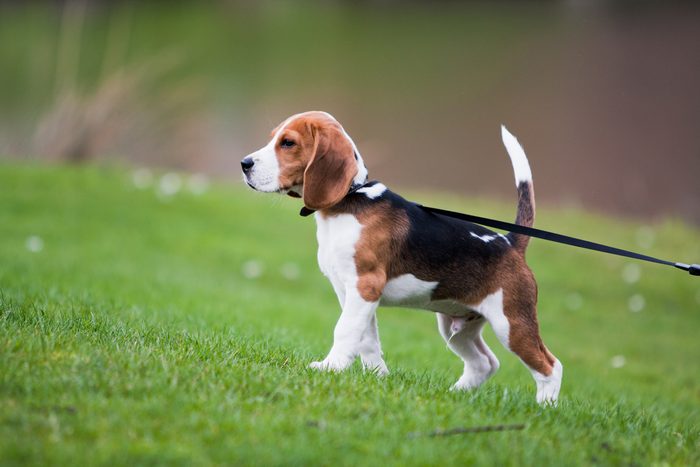 Dog on green meadow. Beagle puppy walking