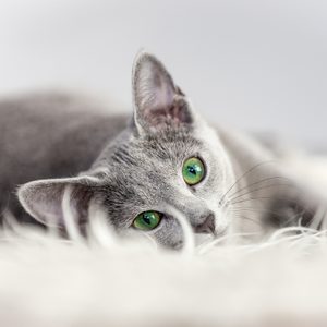 Russian Blue Cat