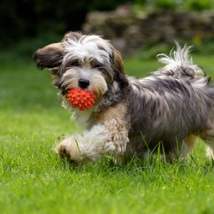 Playful havanese puppy dog walking with a red ball in his mouth in the grass and looking at camera