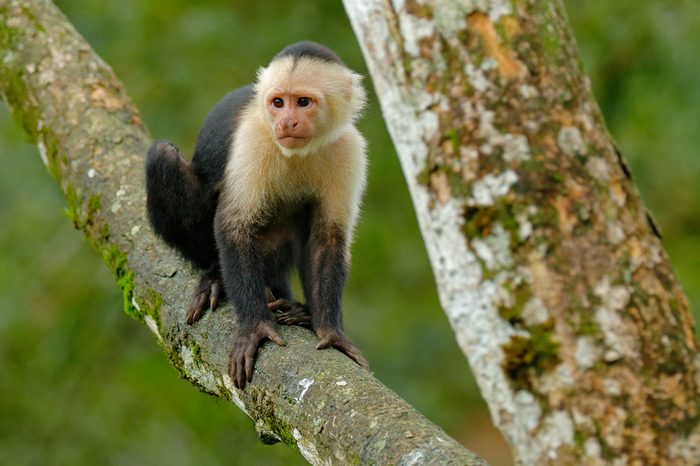 White-headed Capuchin, black monkey sitting on the tree branch in the dark tropical forest. Cebus capucinus in gree tropic vegetation. Animal in the nature habitat.