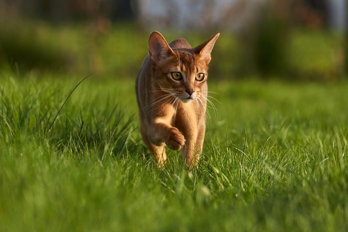 Abyssinian cat on lawn in the garden