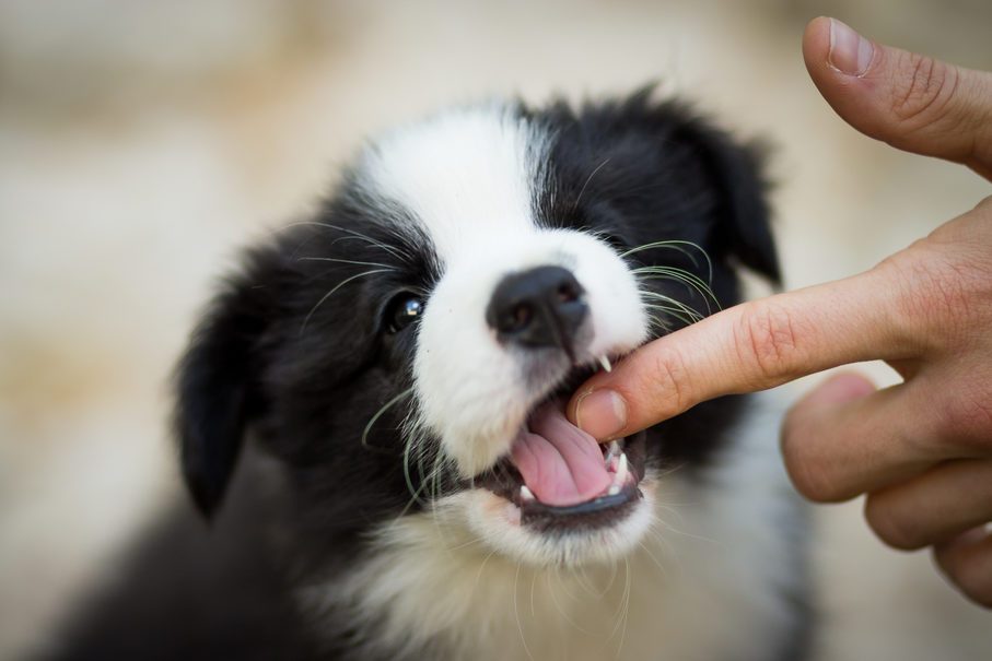 How to Stop a Puppy from Biting, According to Dog Trainers