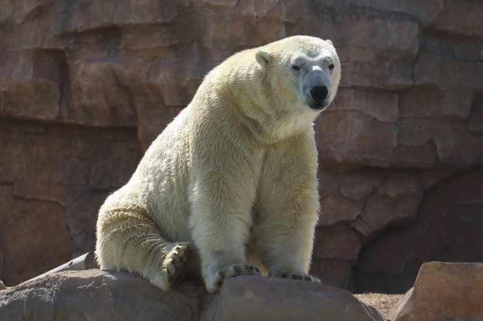 White polar bear (Ursus maritimus)