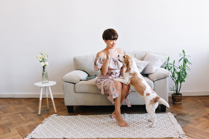 Pretty lady with shiny hair playing with beagle dog spending time at home after work. Indoor portrait of cute puppy looking at charming young woman who sits on sofa.