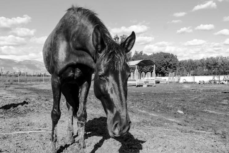 Horse on a farm