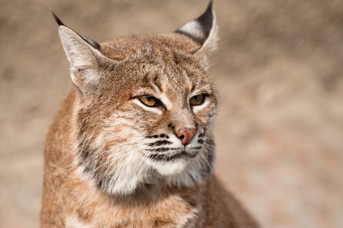 Close-up portrait of a Bobcat