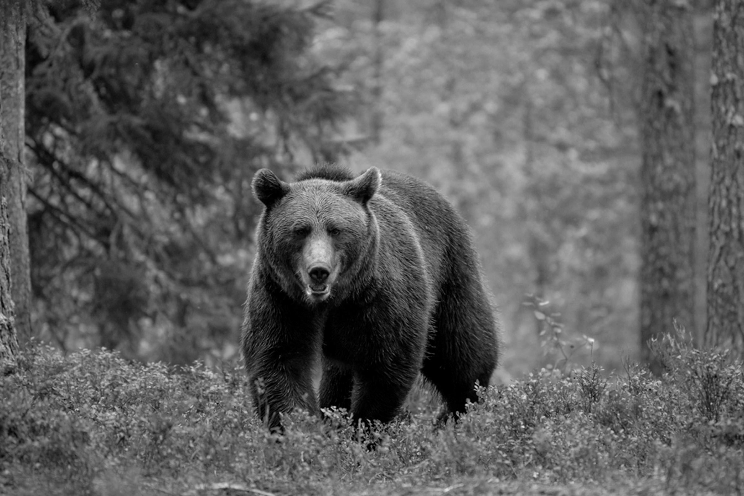 BROWN BEAR