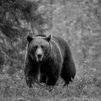 BROWN BEAR