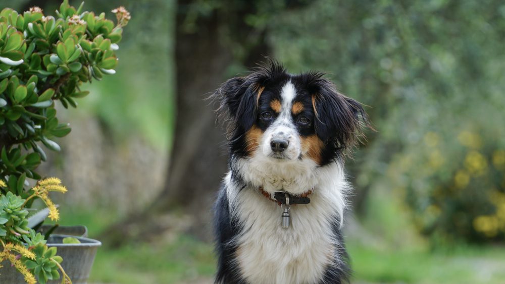 Nala the Miniature Australian Shepherd, portrait 