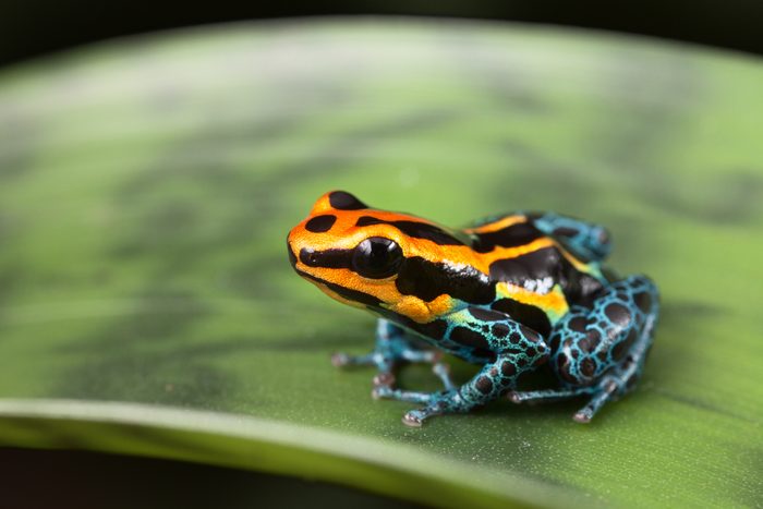 poison dart frog Ranitomeya ventrimaculata small tropical amphibian kept in rain forest terrarium