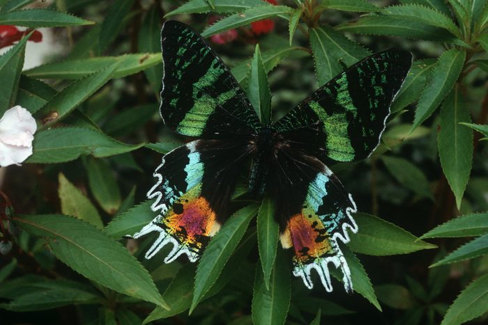 Sunset moth (Urania riphaeus) on leaves in Madagascar