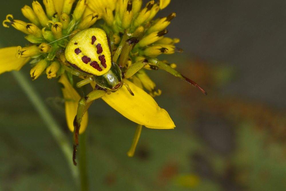 Female Whitebanded Crab Spider (Misumenoides formosipes)