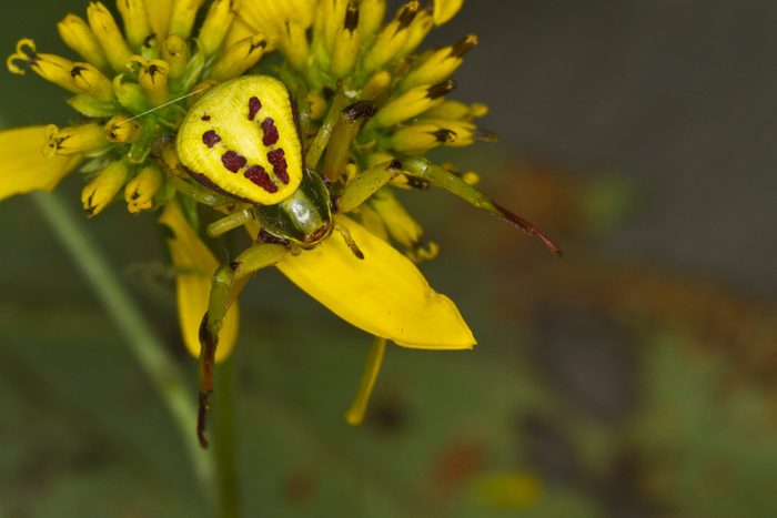 Female Whitebanded Crab Spider (Misumenoides formosipes)
