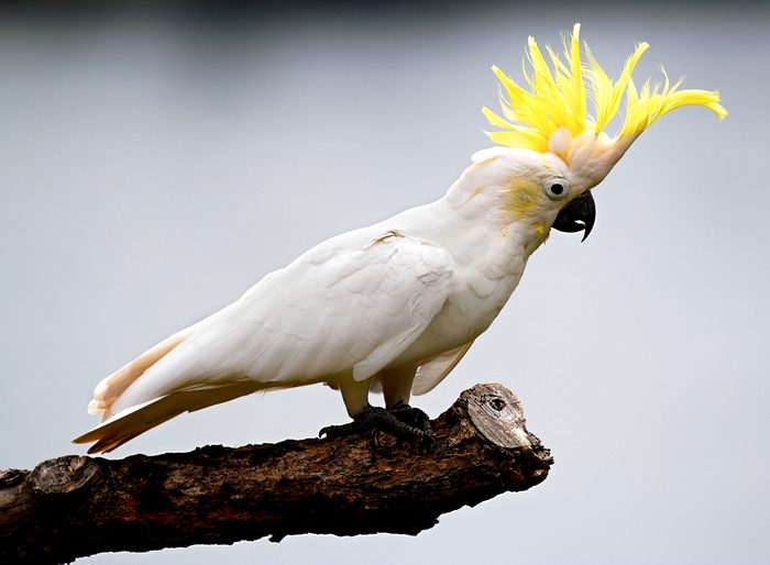 Cockatoo