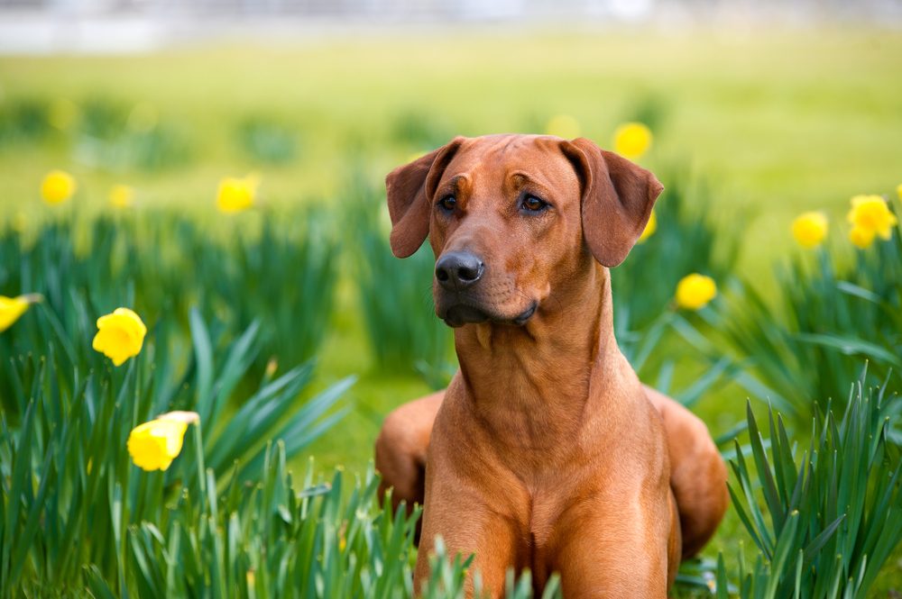 Happy cute english bulldog dog portrait in the spring field of yellow daffodils