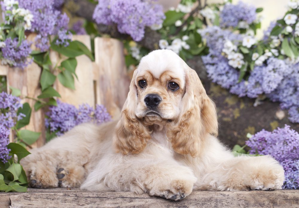 dog American Cocker Spaniel in blooming garden