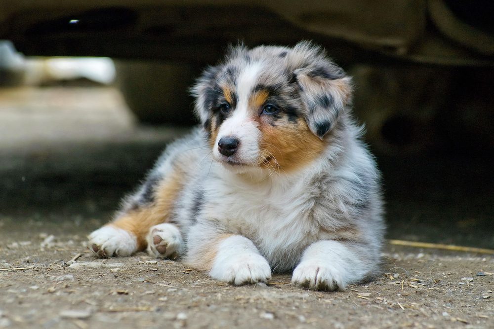  Australian Shepherd Puppy