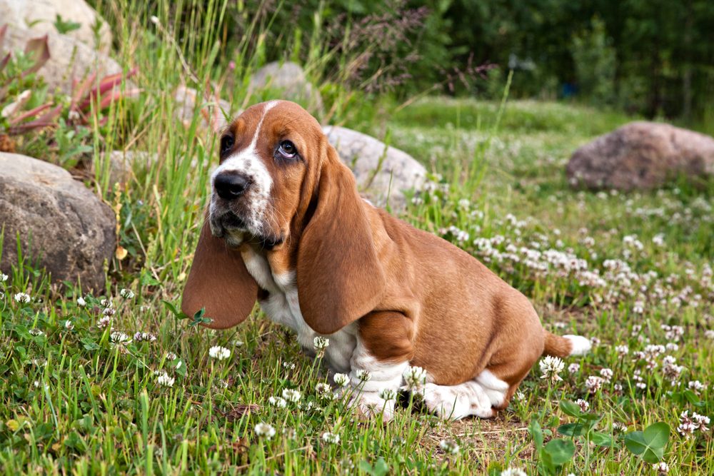 Basset hound puppy sits in a clearing in the green grass in the clover flowers