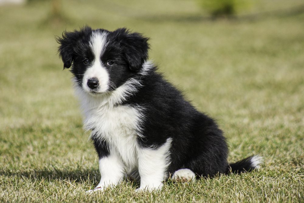 Border collie puppy