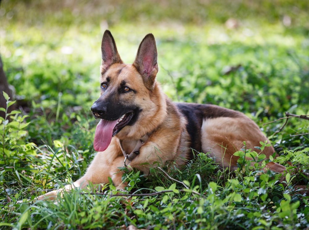 German Shepherd Dog resting outdoors in a field.