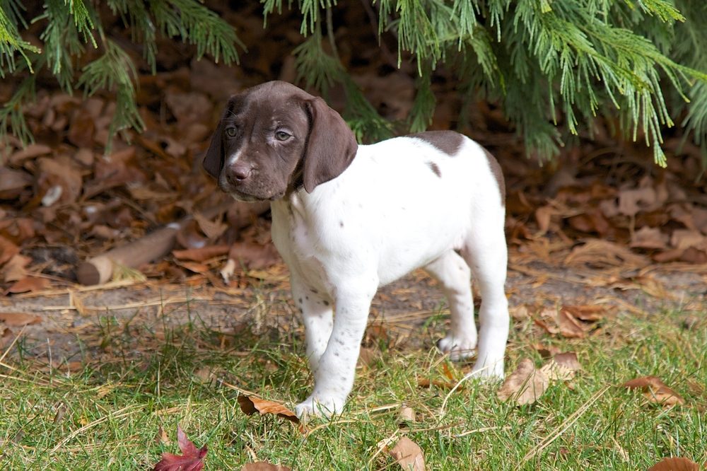 German Shorthair Pointer puppy