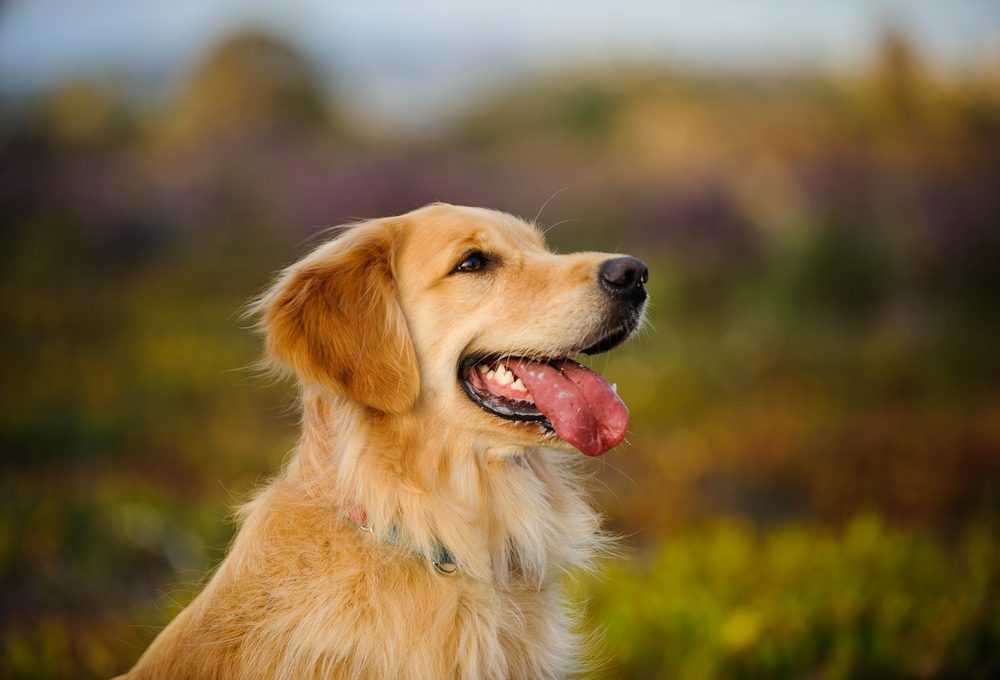 Golden Retriever dog headshot