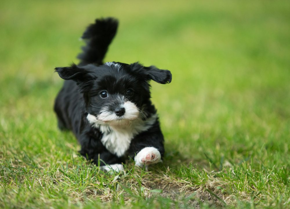 Havanese puppy dog