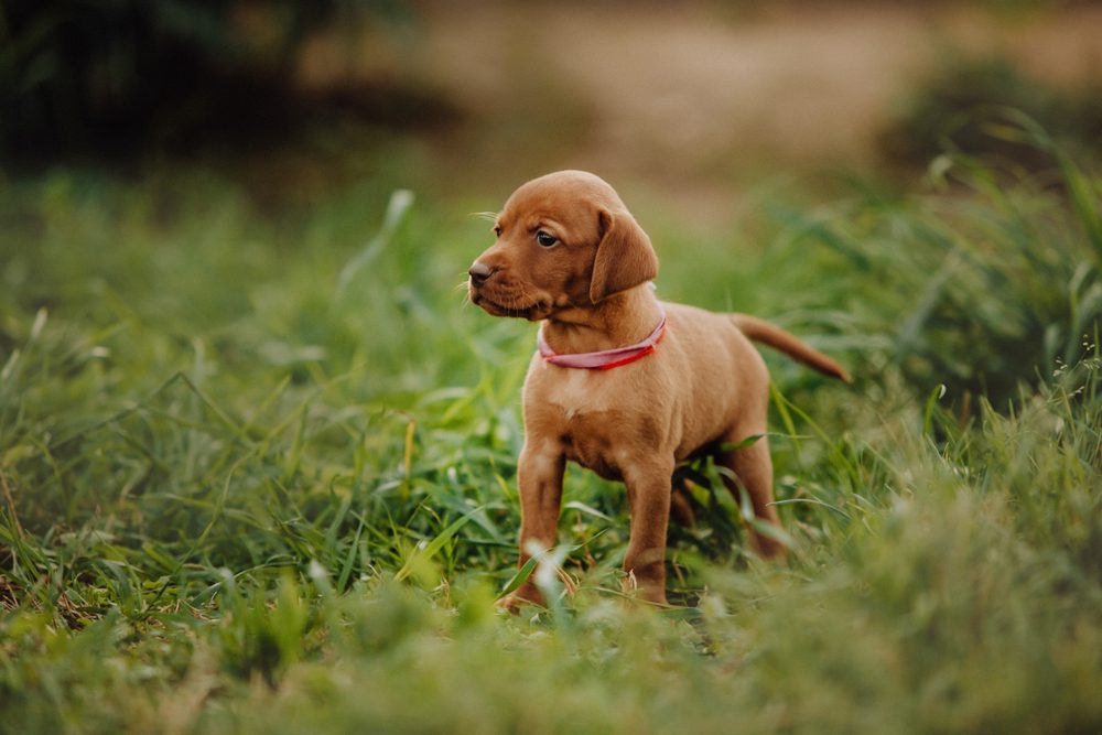 portrait of cute puppy Hungarian pointing dog, vizsla stay on grass. brown background