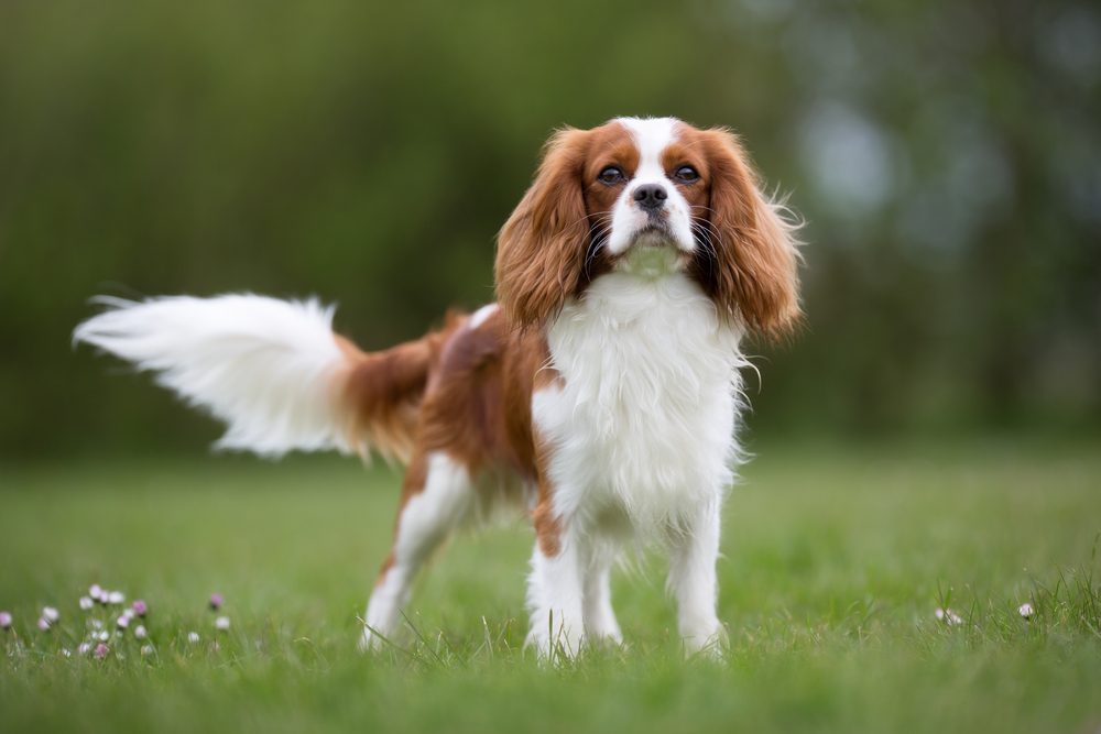 A purebred Cavalier King Charles Spaniel dog without leash outdoors in the nature on a sunny day.