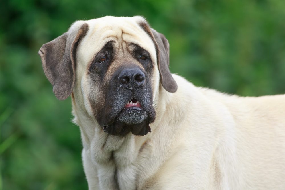 English Mastiff very attentive