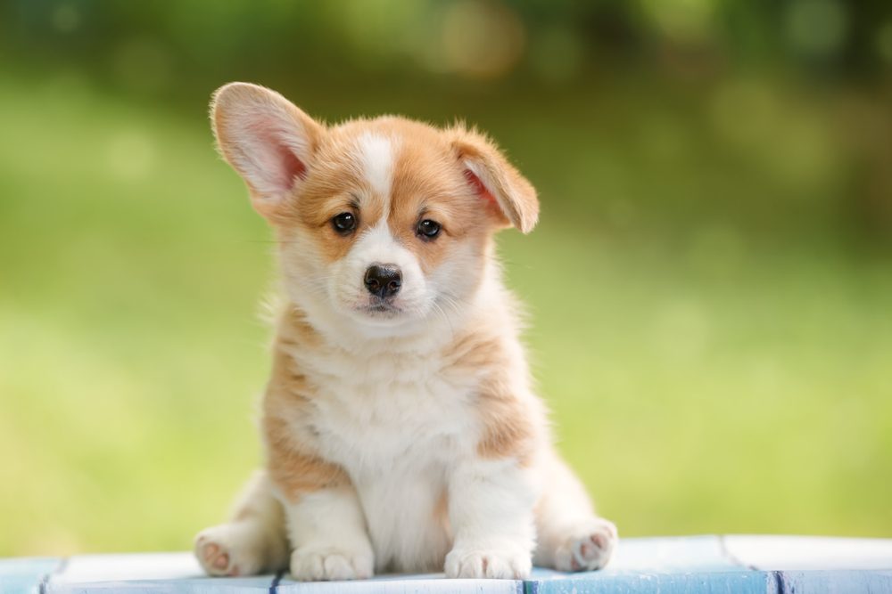 cute puppy Pembroke Welsh Corgi with one ear standing up outdoor in summer park