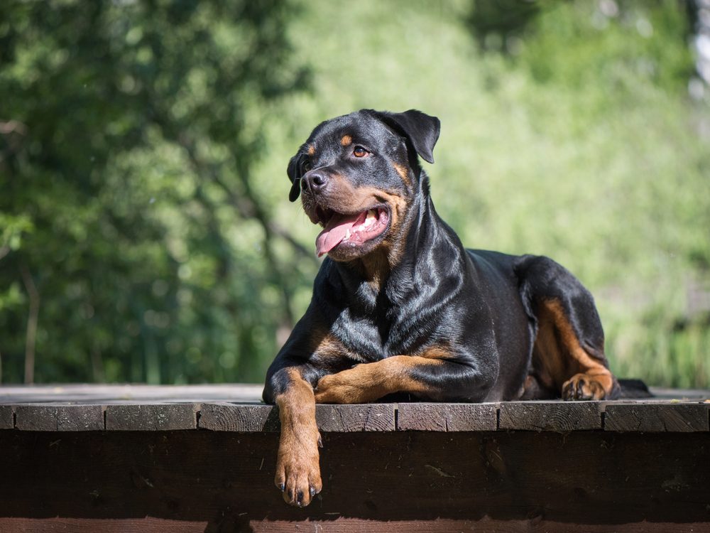  Adult Rottweiler lie on the wooden bridge , natural summer forest background