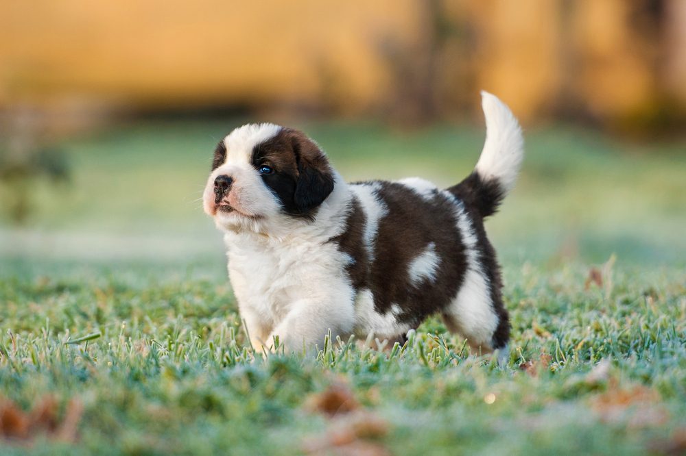 Saint bernard puppy