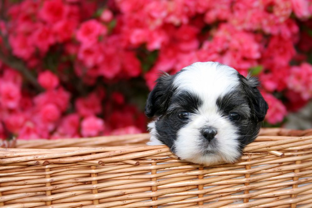 A cute little Shih Tzu puppy in a basket with a blooming Azalea bush as the background.