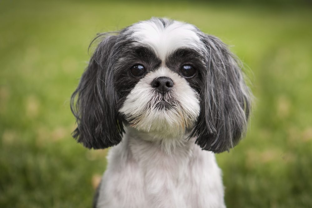 Shih Tzu outside