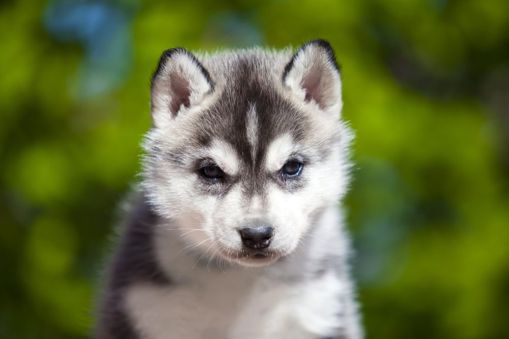 Siberian Husky puppy outdoor