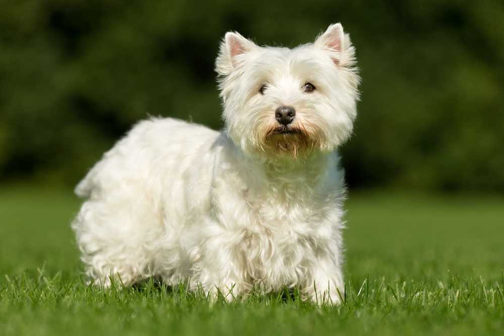 Purebred adult West Highland White Terrier dog on grass in the garden on a sunny day.