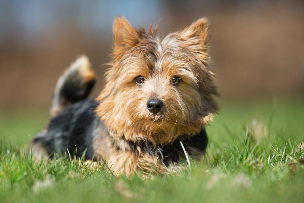 A purebred Yorkshire Terrier dog without leash outdoors in the nature on a sunny day.