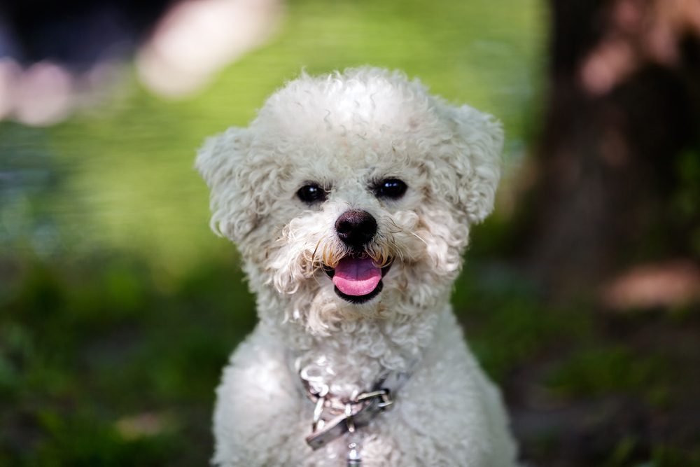 cute small bichon sitting in grass in the park, notice: shallow depth of field