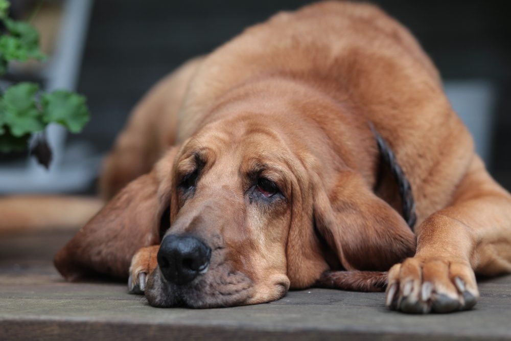 Bloodhound puppy in the woods