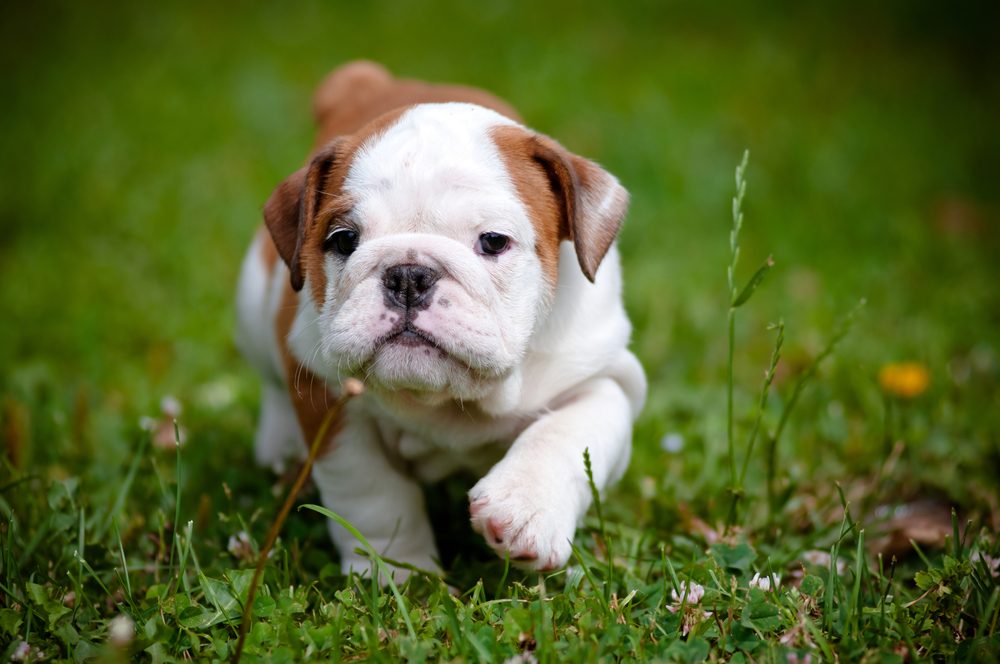 english bulldog puppy