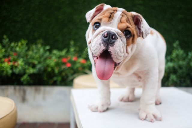 Funny English bulldog playing on table.