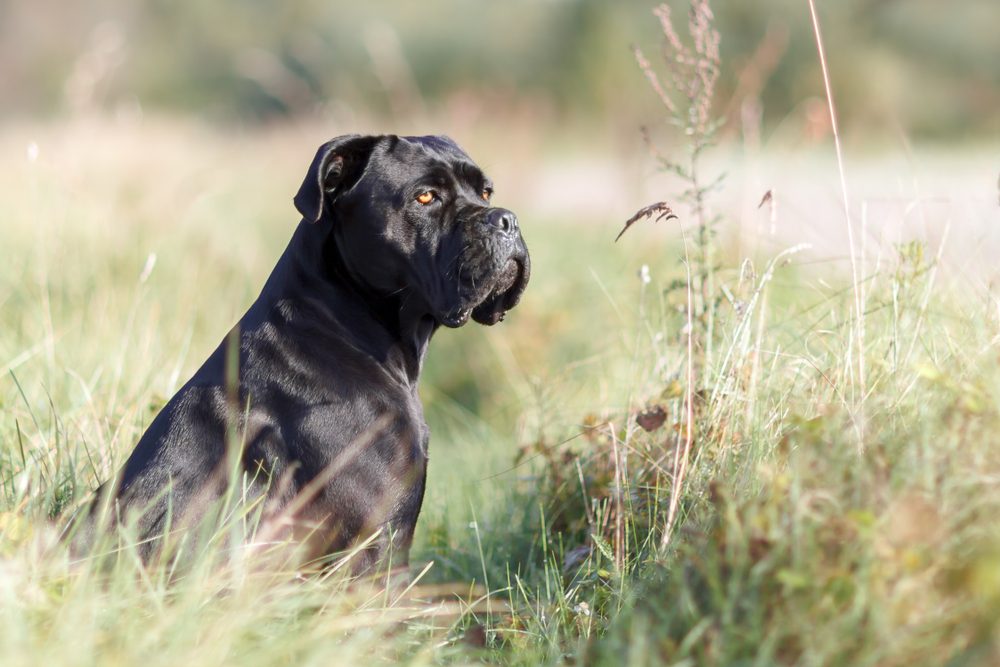 Portrait of stern Italian cane Corso sitting in the green lawn and looking to the distance