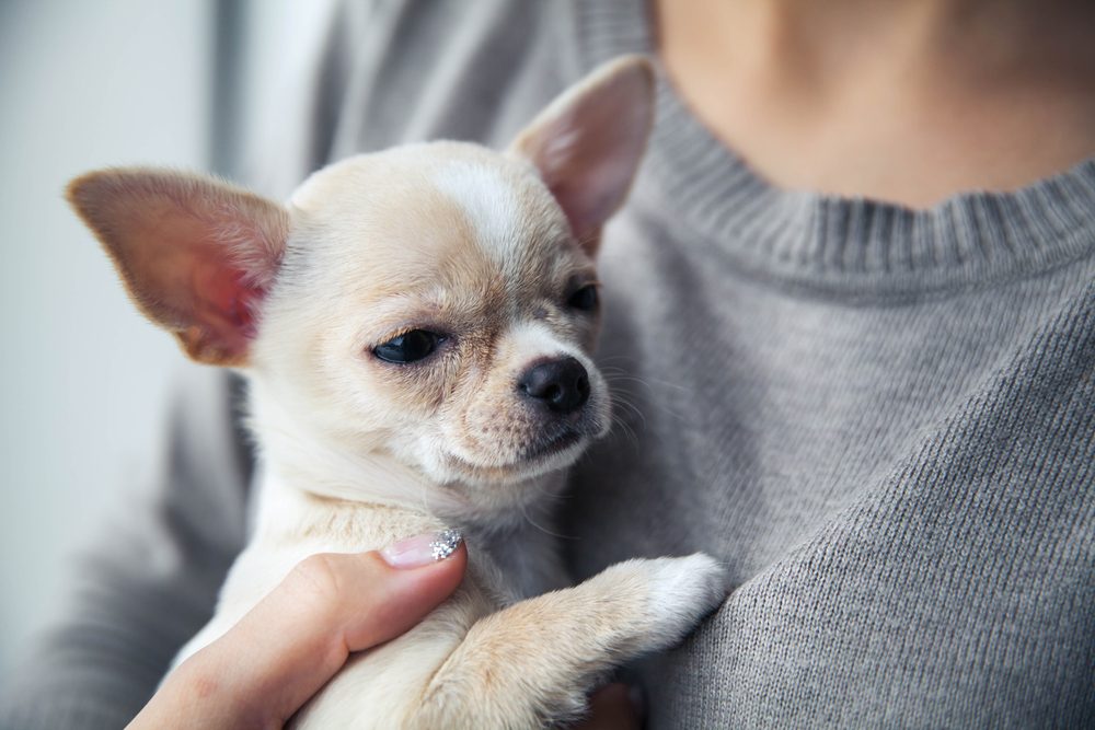 Female black and tan Chihuahua puppy dog outdoors enjoying warm weather